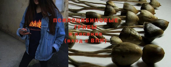 шишки Михайловск